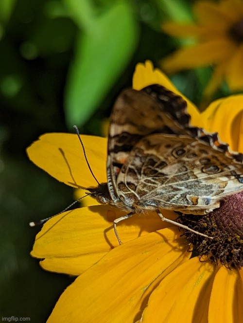 Butterfly on a flower (#2,175) | image tagged in photos,flowers,pictures,pretty | made w/ Imgflip meme maker