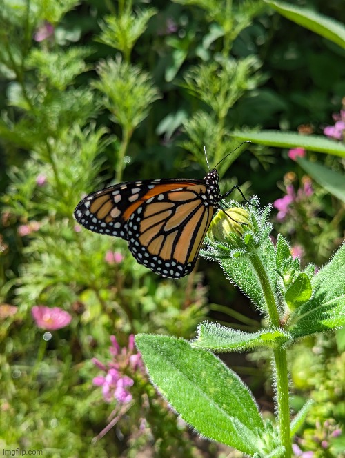 BEAUTIFUL picture of a monarch on a flower I got :) (#2,177) | image tagged in butterfly,flowers,bad photoshop,pictures | made w/ Imgflip meme maker