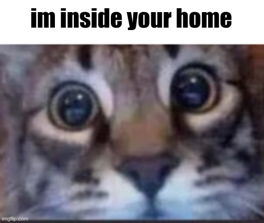 :D | im inside your home | image tagged in wholesome,cats,cursed | made w/ Imgflip meme maker