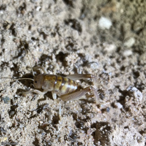 [Road Trip Pic #5] a camel cricket I found last night in New Mexico | image tagged in nature,outdoors,cricket,bigger than it looks | made w/ Imgflip meme maker