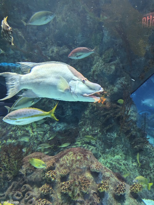 These hogfish are weird af (#2,179 | image tagged in fish,aquarium,photos,pictures | made w/ Imgflip meme maker