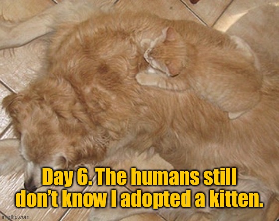Day 6 my human owner | Day 6. The humans still don’t know I adopted a kitten. | image tagged in i adopted a,day 6,still do not know,i adopted kitten,dogs | made w/ Imgflip meme maker
