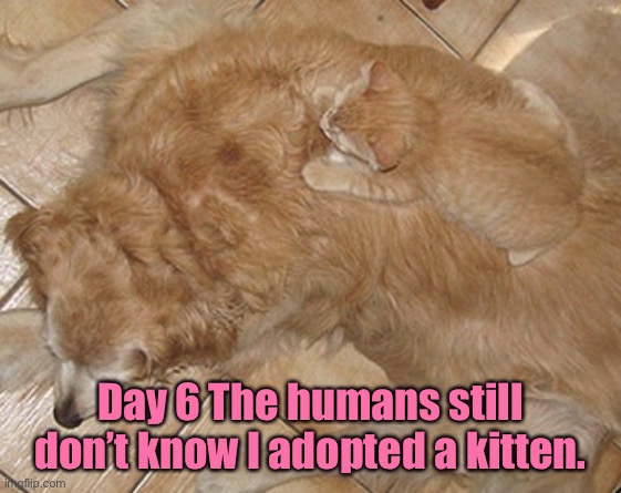 Day 6 they do not know | Day 6 The humans still don’t know I adopted a kitten. | image tagged in i adopted a,a kitten,adoption,kitten | made w/ Imgflip meme maker