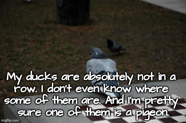 Unorganized: Ducks in a Row | image tagged in pigeon,ducks | made w/ Imgflip meme maker