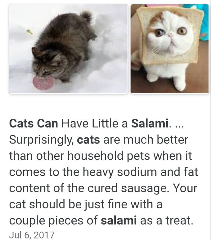 High Quality cats can have a little salami as a treat Blank Meme Template