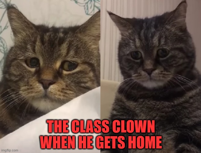 all the funny gets used up in school | THE CLASS CLOWN WHEN HE GETS HOME | image tagged in sad cat,class clown,funny kid | made w/ Imgflip meme maker