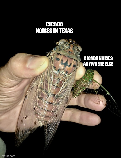 It do be like that sometimes | CICADA NOISES IN TEXAS; CICADA NOISES ANYWHERE ELSE | image tagged in cicada,texas,summer,oof,hot,bugs | made w/ Imgflip meme maker