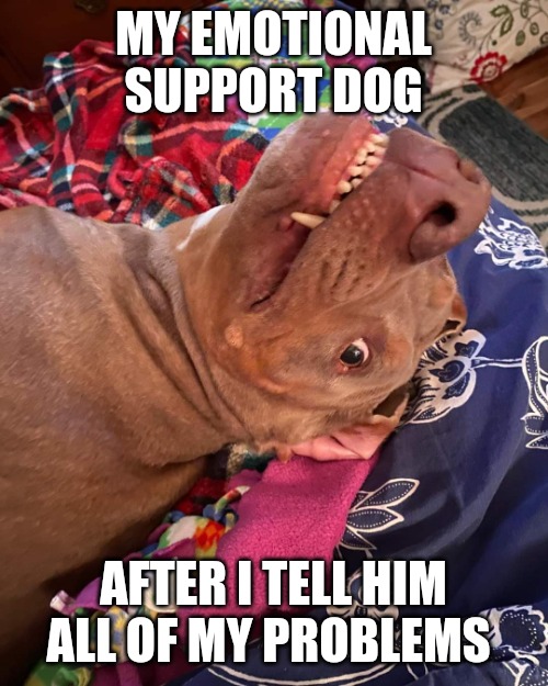 Emotional support dog | MY EMOTIONAL SUPPORT DOG; AFTER I TELL HIM ALL OF MY PROBLEMS | image tagged in johnny hollywood,emotional,dog memes,relatable memes,it's time to start asking yourself the big questions meme,amatuers meme | made w/ Imgflip meme maker