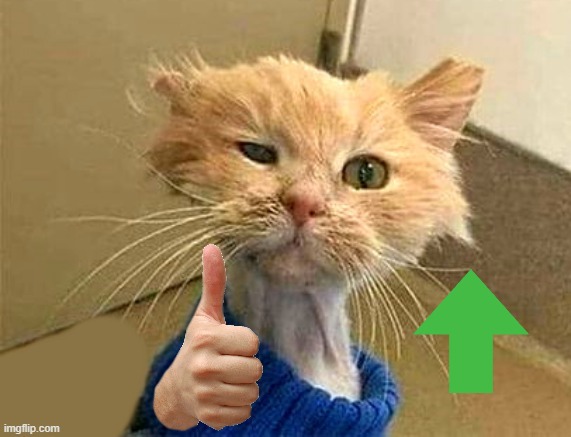 thumb cat | image tagged in thumb cat | made w/ Imgflip meme maker