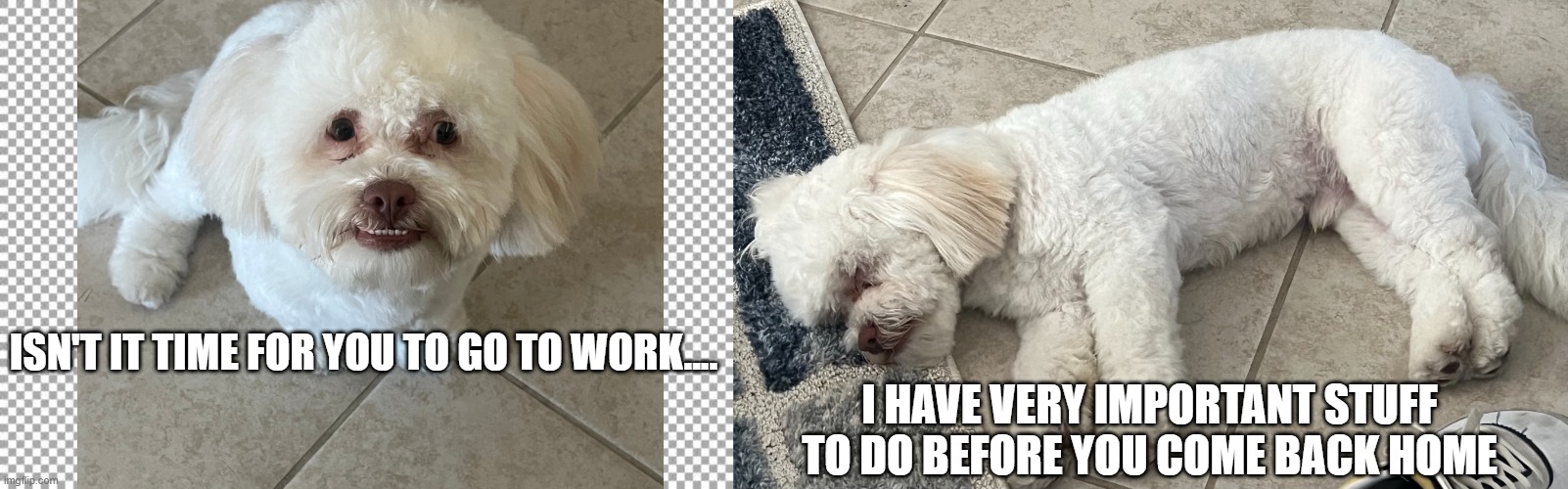 What My Pet Thinks Monday-Friday | ISN'T IT TIME FOR YOU TO GO TO WORK.... I HAVE VERY IMPORTANT STUFF TO DO BEFORE YOU COME BACK HOME | image tagged in free | made w/ Imgflip meme maker