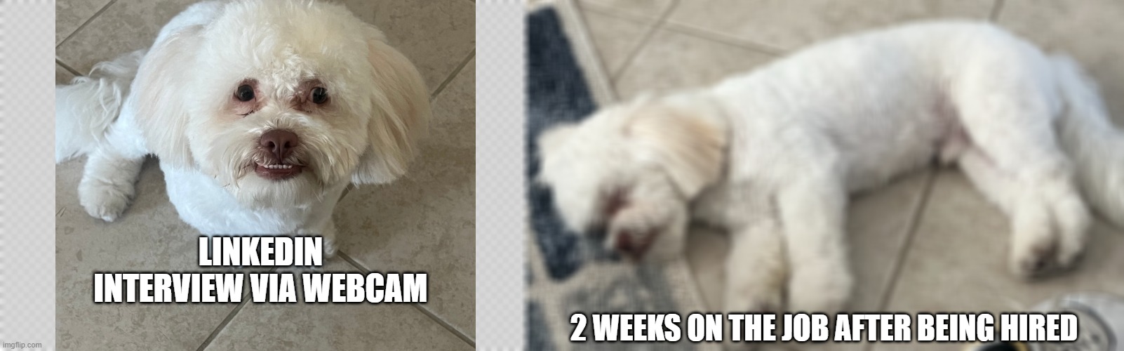 LinkedIn Candidates - During Interview vs. Day 10 on the job | LINKEDIN
INTERVIEW VIA WEBCAM; 2 WEEKS ON THE JOB AFTER BEING HIRED | image tagged in free | made w/ Imgflip meme maker