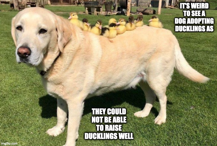 Dog With Ducklings on Back | IT'S WEIRD TO SEE A DOG ADOPTING DUCKLINGS AS; THEY COULD NOT BE ABLE TO RAISE DUCKLINGS WELL | image tagged in dogs,duckling,memes | made w/ Imgflip meme maker