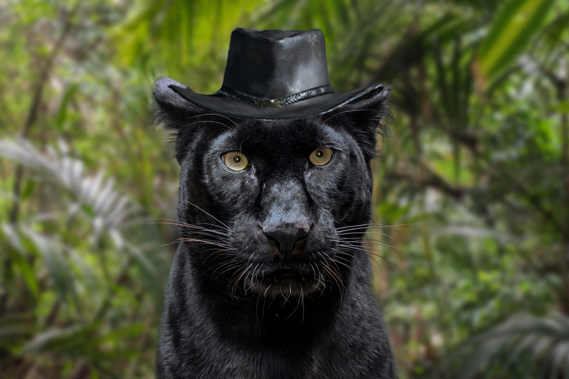 High Quality panther with hunt showdown hat Blank Meme Template