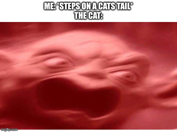 I needed to make this | ME: *STEPS ON A CATS TAIL*
THE CAT: | image tagged in cats,angry as fuk | made w/ Imgflip meme maker
