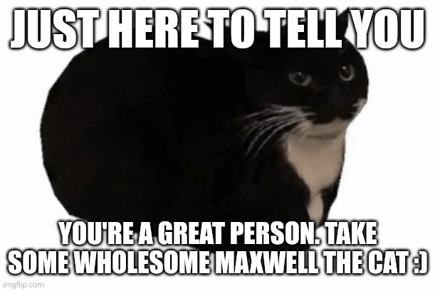 Pls repost to great ppl :) | JUST HERE TO TELL YOU; YOU'RE A GREAT PERSON. TAKE SOME WHOLESOME MAXWELL THE CAT :) | image tagged in maxwell | made w/ Imgflip meme maker