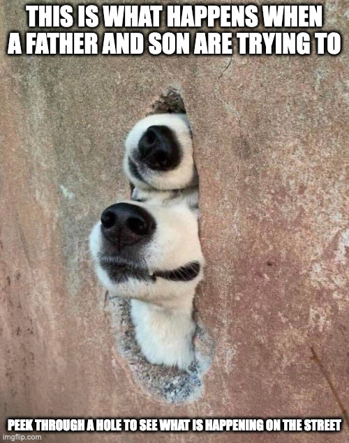 Two Dogs Peeking Through a Hole | THIS IS WHAT HAPPENS WHEN A FATHER AND SON ARE TRYING TO; PEEK THROUGH A HOLE TO SEE WHAT IS HAPPENING ON THE STREET | image tagged in dogs,memes,funny | made w/ Imgflip meme maker