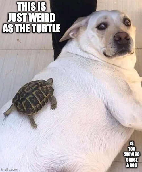 Turtle on Dog | THIS IS JUST WEIRD AS THE TURTLE; IS TOO SLOW TO CHASE A DOG | image tagged in dogs,turtle,memes | made w/ Imgflip meme maker