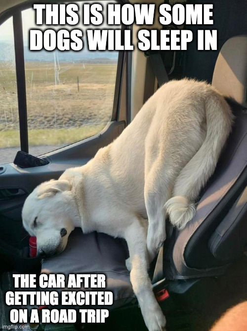 Dog Sleeping in Car | THIS IS HOW SOME DOGS WILL SLEEP IN; THE CAR AFTER GETTING EXCITED ON A ROAD TRIP | image tagged in cars,dogs,memes,funny | made w/ Imgflip meme maker