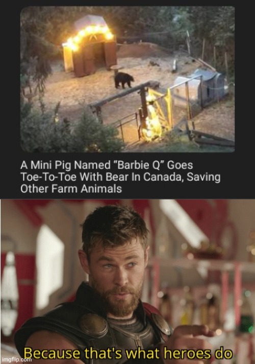 Barbie Q | image tagged in that s what heroes do,barbie q,memes,pig,bear,canada | made w/ Imgflip meme maker