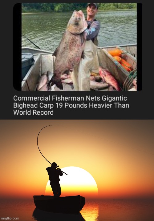 Gigantic bighead carp | image tagged in fisherman at sunset,carp,fish,fisherman,record,memes | made w/ Imgflip meme maker