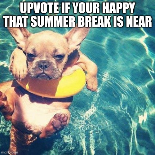 Summer is here dog pug | UPVOTE IF YOUR HAPPY THAT SUMMER BREAK IS NEAR | image tagged in summer is here dog pug | made w/ Imgflip meme maker