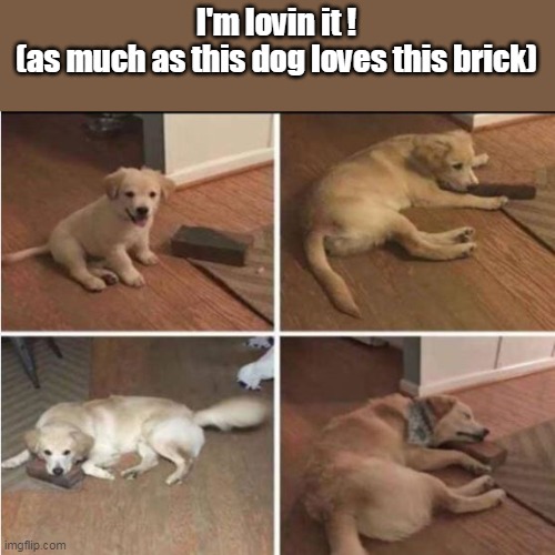 I'm lovin it !
(as much as this dog loves this brick) | made w/ Imgflip meme maker