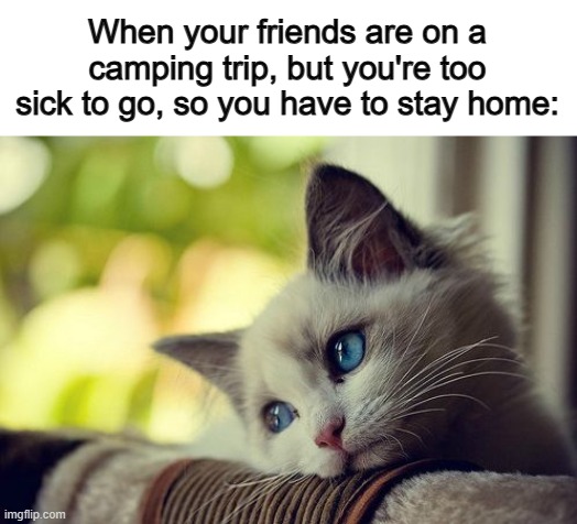 Sadness... | When your friends are on a camping trip, but you're too sick to go, so you have to stay home: | image tagged in memes,first world problems cat | made w/ Imgflip meme maker