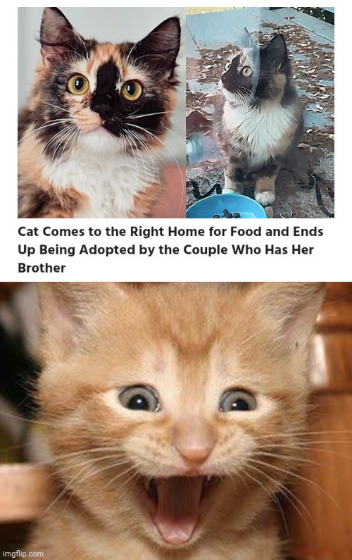 Cat sure did came to the right home | image tagged in memes,excited cat,cats,cat,brother,adopted | made w/ Imgflip meme maker