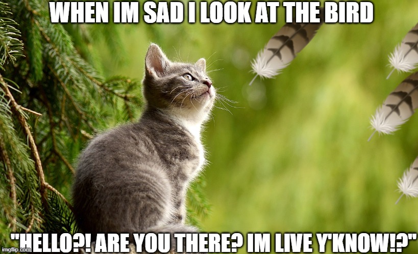 Cat mania | WHEN IM SAD I LOOK AT THE BIRD; "HELLO?! ARE YOU THERE? IM LIVE Y'KNOW!?" | image tagged in funny cats | made w/ Imgflip meme maker