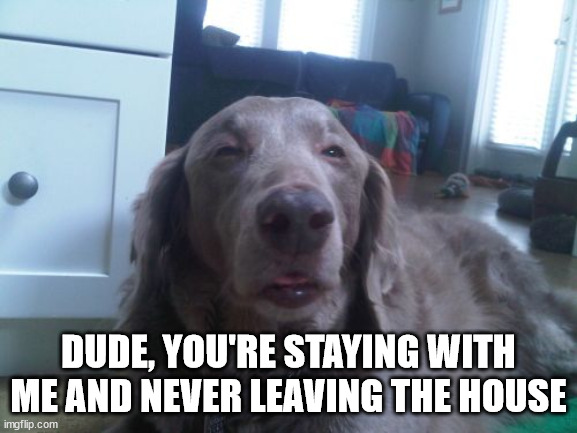 High Dog Meme | DUDE, YOU'RE STAYING WITH ME AND NEVER LEAVING THE HOUSE | image tagged in memes,high dog | made w/ Imgflip meme maker