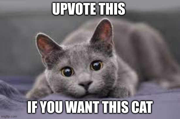 UPVOTE THIS; IF YOU WANT THIS CAT | made w/ Imgflip meme maker
