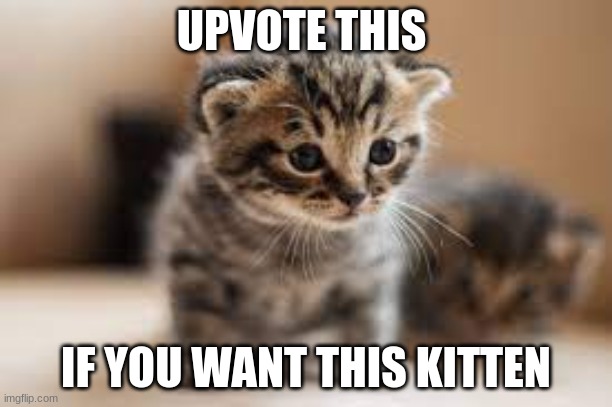 UPVOTE THIS; IF YOU WANT THIS KITTEN | made w/ Imgflip meme maker