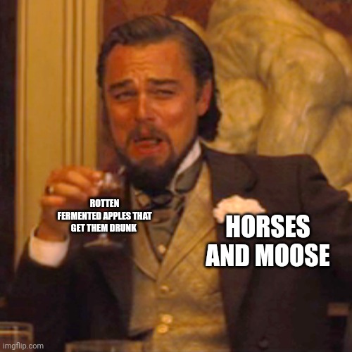 Horses and moose can get drunk on rotten apples | ROTTEN FERMENTED APPLES THAT GET THEM DRUNK; HORSES AND MOOSE | image tagged in memes,laughing leo | made w/ Imgflip meme maker