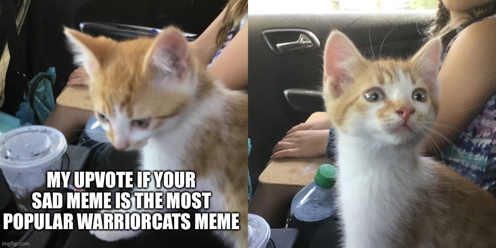 Omg thank you I made it to honour my kitten | MY UPVOTE IF YOUR SAD MEME IS THE MOST POPULAR WARRIORCATS MEME | image tagged in warrior cats,thank you | made w/ Imgflip meme maker