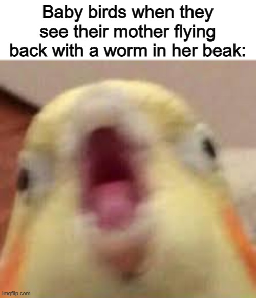 They get VERY noisy X_X | Baby birds when they see their mother flying back with a worm in her beak: | made w/ Imgflip meme maker