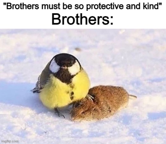 So true :] | Brothers:; "Brothers must be so protective and kind" | made w/ Imgflip meme maker
