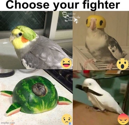 These bird costumes are the cutest *-* | made w/ Imgflip meme maker
