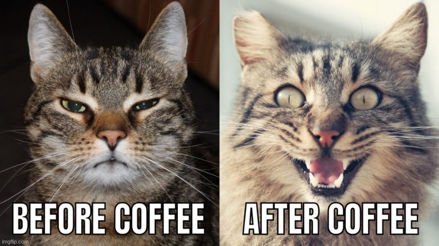 Coffee Cat meme | image tagged in coffee,funny cats | made w/ Imgflip meme maker