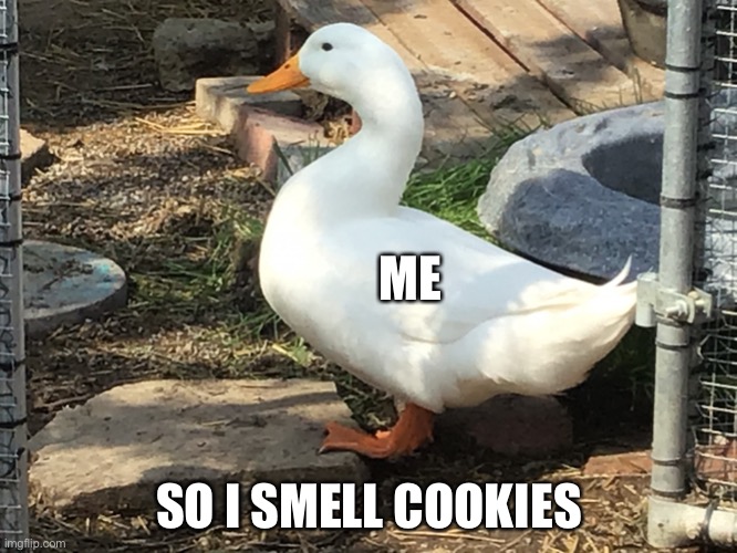 Cookiesssssssssss | ME; SO I SMELL COOKIES | image tagged in drake the duck,ducks,birds | made w/ Imgflip meme maker