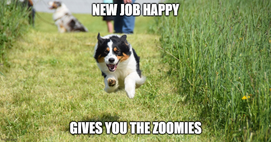 running dog | NEW JOB HAPPY; GIVES YOU THE ZOOMIES | image tagged in running dog | made w/ Imgflip meme maker
