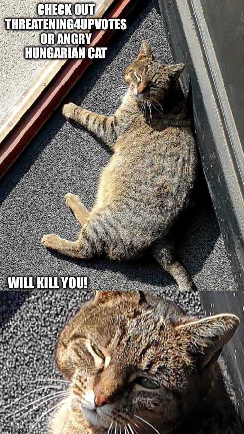 Angry hungarian cat will kill you | CHECK OUT THREATENING4UPVOTES OR ANGRY HUNGARIAN CAT; WILL KILL YOU! | image tagged in angry hungarian cat will kill you | made w/ Imgflip meme maker