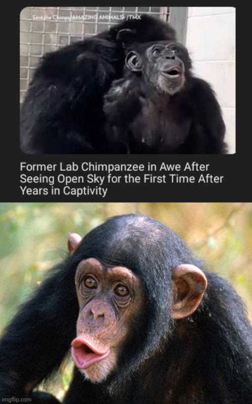 Chimpanzee outside | image tagged in chimpanzee,outside,sky,memes,chimpanzees,captivity | made w/ Imgflip meme maker