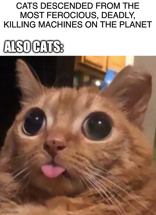 This is true | CATS DESCENDED FROM THE MOST FEROCIOUS, DEADLY, KILLING MACHINES ON THE PLANET; ALSO CATS: | image tagged in funny,cats,hilarious | made w/ Imgflip meme maker