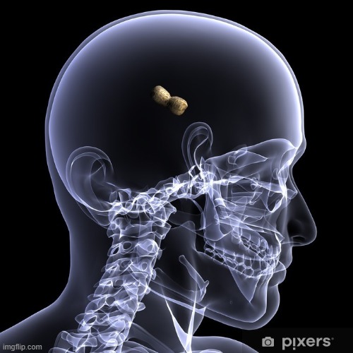 Peanut Brain | image tagged in peanut brain | made w/ Imgflip meme maker