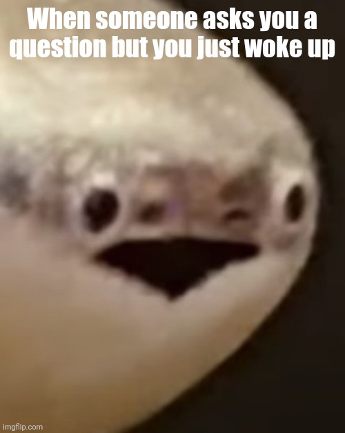 Confused fish | When someone asks you a question but you just woke up | image tagged in fish | made w/ Imgflip meme maker