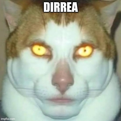 Sigma Cat | DIRREA | image tagged in sigma cat | made w/ Imgflip meme maker