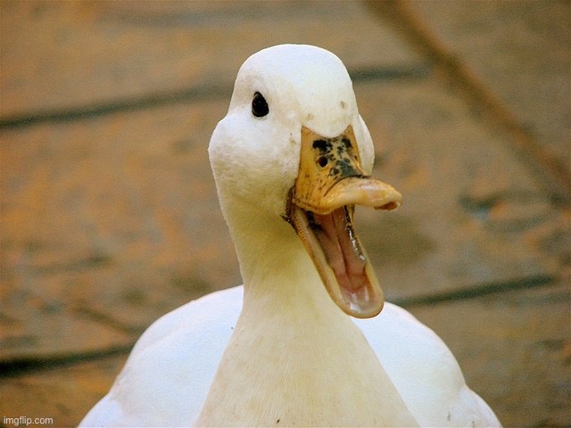 Duck | image tagged in duck | made w/ Imgflip meme maker