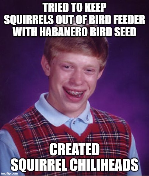 Bad Luck Brian Meme | TRIED TO KEEP SQUIRRELS OUT OF BIRD FEEDER WITH HABANERO BIRD SEED; CREATED SQUIRREL CHILIHEADS | image tagged in memes,bad luck brian | made w/ Imgflip meme maker