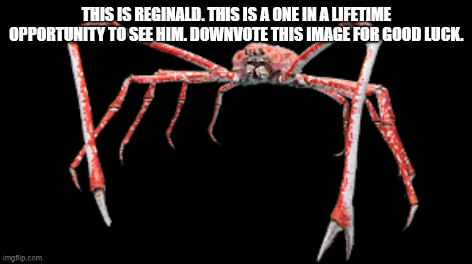 Reginald Crab | THIS IS REGINALD. THIS IS A ONE IN A LIFETIME OPPORTUNITY TO SEE HIM. DOWNVOTE THIS IMAGE FOR GOOD LUCK. | image tagged in reginald crab | made w/ Imgflip meme maker