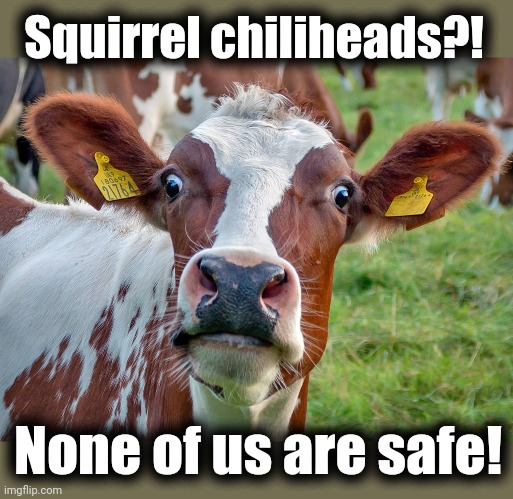 Surprised cow | Squirrel chiliheads?! None of us are safe! | image tagged in surprised cow | made w/ Imgflip meme maker